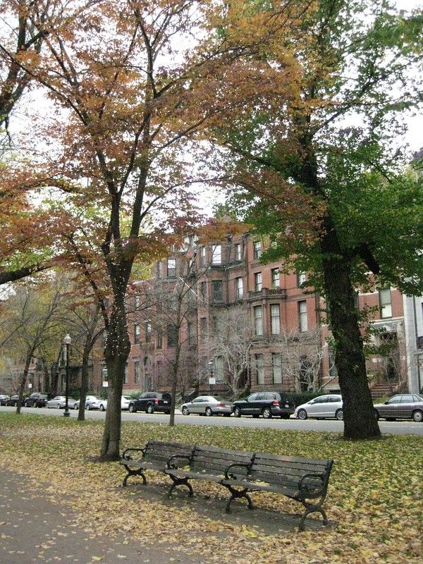 A bench  and trees in the park section of Commonwealth Avenue, Boston, with brownstones in the background.