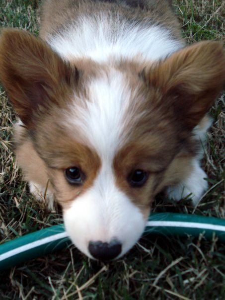 A corgi puppy lays down with her head on a garden hose