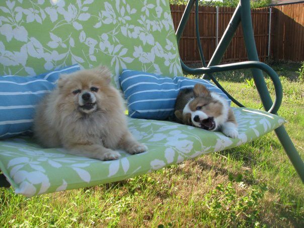 A mature Pomeranian and a baby Corgi on a lawn chair