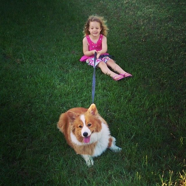 A Corgi on a leash with a young girl, both are sitting on grass